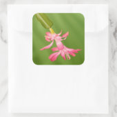 アメリカ、コロラド、ラファイエット。クリスマスサボテン スクエアシール (バッグ)