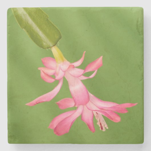 アメリカ、コロラド、ラファイエット。クリスマスサボテン ストーンコースター (正面)