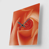 アメリカ、コロラド、ラファイエット。桃バラのクローズアップ スクエア壁時計 (傾斜)