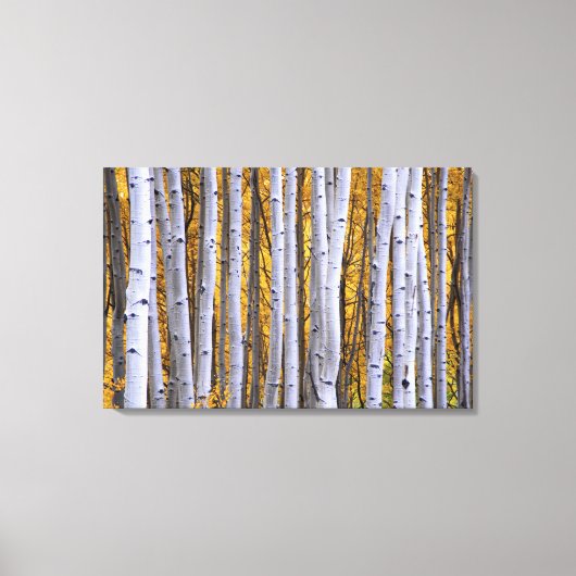 アメリカ、コロラド、ロッキー山脈。親密な場面 キャンバスプリント (正面)