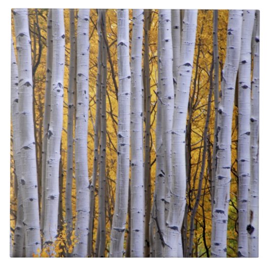 アメリカ、コロラド、ロッキー山脈。親密な場面 タイル (正面)