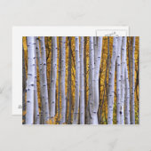 アメリカ、コロラド、ロッキー山脈。親密な場面 ポストカード (正面/裏面)