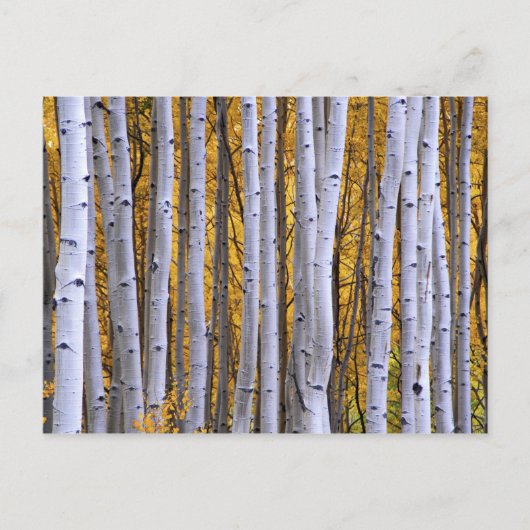 アメリカ、コロラド、ロッキー山脈。親密な場面 ポストカード (正面)