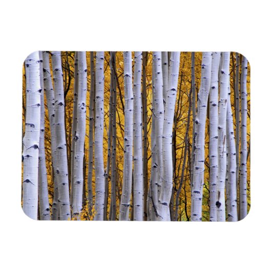 アメリカ、コロラド、ロッキー山脈。親密な場面 マグネット (横)