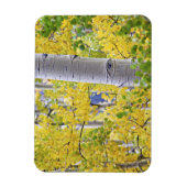 アメリカ、コロラド、ロッキー山脈。親密な《植物》アスペン2 マグネット (縦)