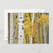 アメリカ、コロラド、ロッキー山脈。親密な《植物》アスペン ポストカード (正面/裏面)