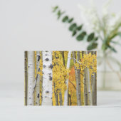 アメリカ、コロラド、ロッキー山脈。親密な《植物》アスペン ポストカード (スタンド正面)