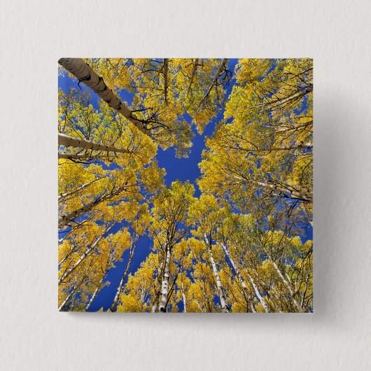 アメリカ、コロラド、《植物》アスペン。《植物》アスペン秋 缶バッジ (正面)