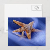 アメリカ、サウスカロライナ、ヒルトンヘッドアイランド。二 ポストカード (正面/裏面)