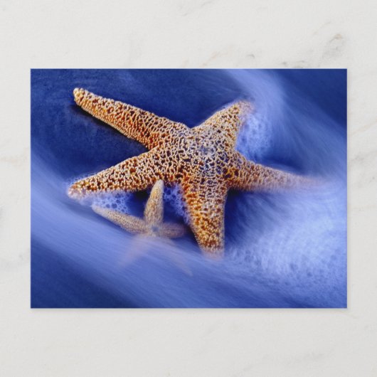 アメリカ、サウスカロライナ、ヒルトンヘッドアイランド。二 ポストカード (正面)