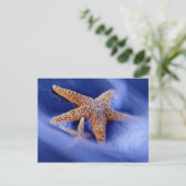 アメリカ、サウスカロライナ、ヒルトンヘッドアイランド。二 ポストカード (スタンド正面)