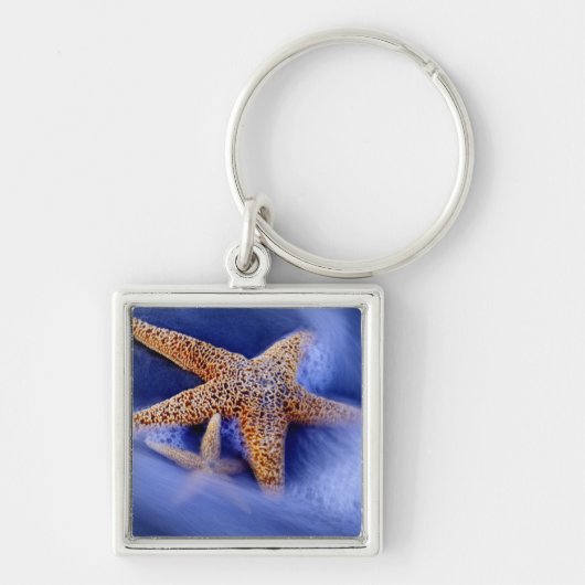 アメリカ、サウスカロライナ、ヒルトンヘッドアイランド。2 キーホルダー (正面)