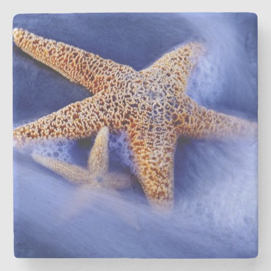 アメリカ、サウスカロライナ、ヒルトンヘッドアイランド。2 ストーンコースター (正面)