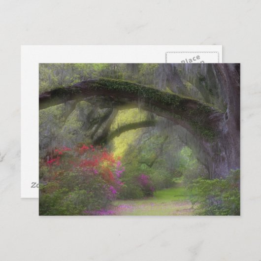 アメリカ、サウスカロライナ、マグノリアガーデンズ。 ポストカード (正面/裏面)