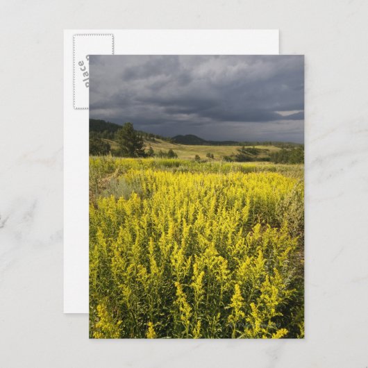 アメリカ・サウスダコタ州、花と嵐 ポストカード (正面/裏面)