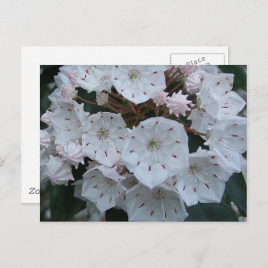 アメリカ・シャクナゲの花の郵便はがき ポストカード (正面/裏面)