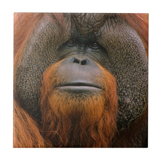アメリカ、ジョージア州のオランウータンの雄の肖像 タイル (正面)