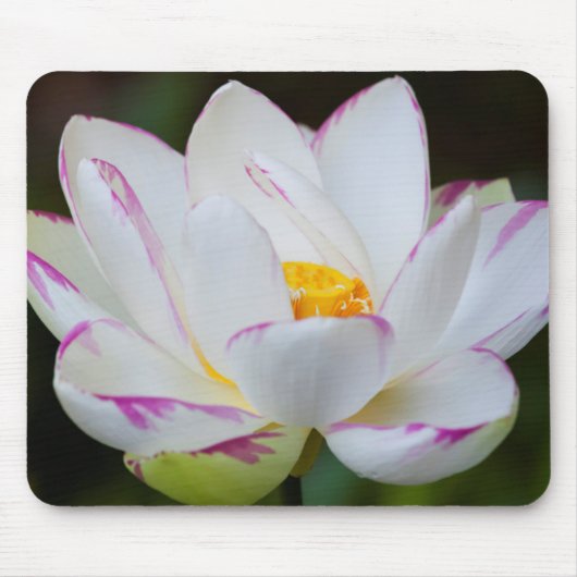 アメリカ、ジョージア州、サバンナ、ハスの花の開花 マウスパッド (正面)