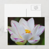 アメリカ、ジョージア州、サバンナ、蓮の花の開花 ポストカード (正面/裏面)
