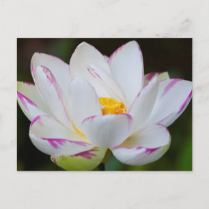 アメリカ、ジョージア州、サバンナ、蓮の花の開花 ポストカード