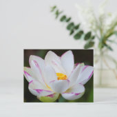 アメリカ、ジョージア州、サバンナ、蓮の花の開花 ポストカード (スタンド正面)