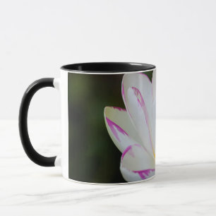 アメリカ、ジョージア州、サバンナ、蓮の花の開花 マグカップ