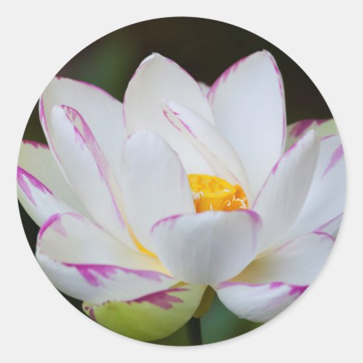 アメリカ、ジョージア州、サバンナ、蓮の花の開花 ラウンドシール (正面)