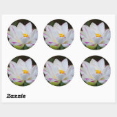 アメリカ、ジョージア州、サバンナ、蓮の花の開花 ラウンドシール (シート)
