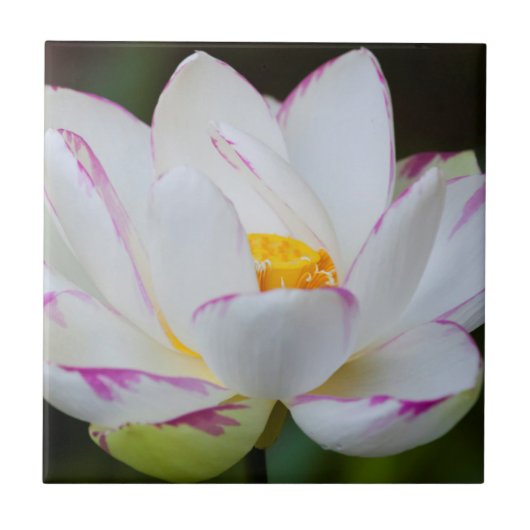 アメリカ,ジョージア州,サバンナ,蓮の花 タイル (正面)