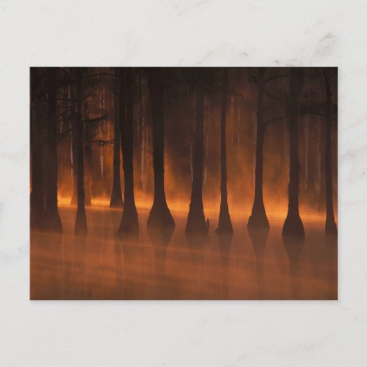 アメリカ、ジョージア州、N.A.、ジョージ・スミス州立公園。2 ポストカード (正面)
