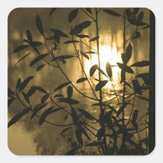 アメリカ,ジョージア,キャラウェイガーデン,日の出 スクエアシール (正面)