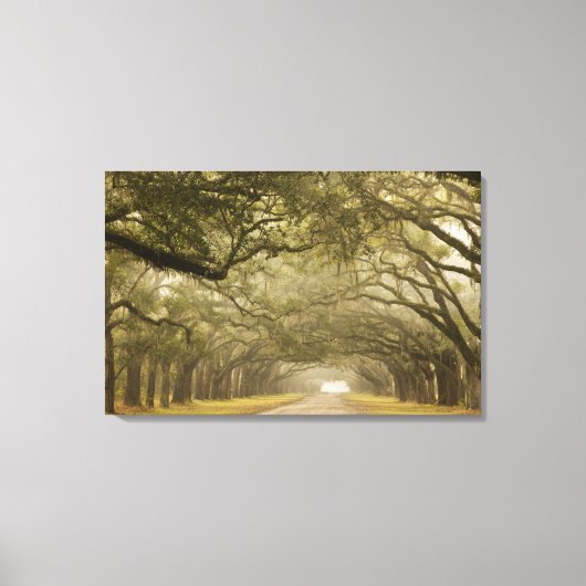 アメリカ、ジョージア、サバンナ、オーク並木ドライブ キャンバスプリント (正面)