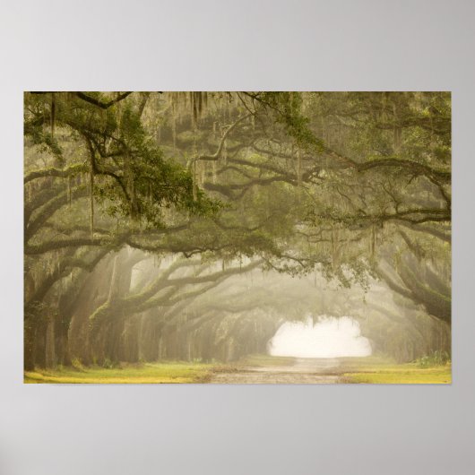 アメリカ、ジョージア、サバンナ、オーク並木ドライブ ポスター (正面)