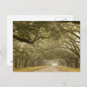 アメリカ、ジョージア、サバンナ、オーク並木ドライブ ポストカード (正面/裏面)