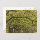 アメリカ;ジョージア;サバンナ。オーク材 ポストカード (正面/裏面)