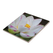 アメリカ、ジョージア、サバンナ、ルータス·フラワー·ブルーミング タイル (側面)