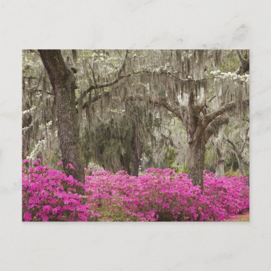 アメリカ、ジョージア、サバンナ、春at Historic ポストカード (正面)