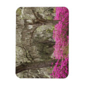 アメリカ、ジョージア、サバンナ、春at Historic マグネット (縦)