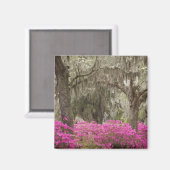 アメリカ、ジョージア、サバンナ、春at Historic マグネット (正面/裏面)