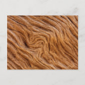 アメリカ,ジョージア,ジキル島,抽象芸術 ポストカード (正面)