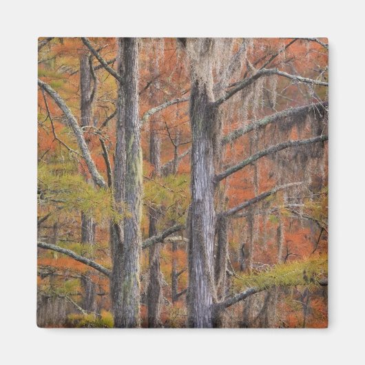 アメリカ,ジョージア,ジョージスミス州パーク,ヒノキ マグネット (正面)