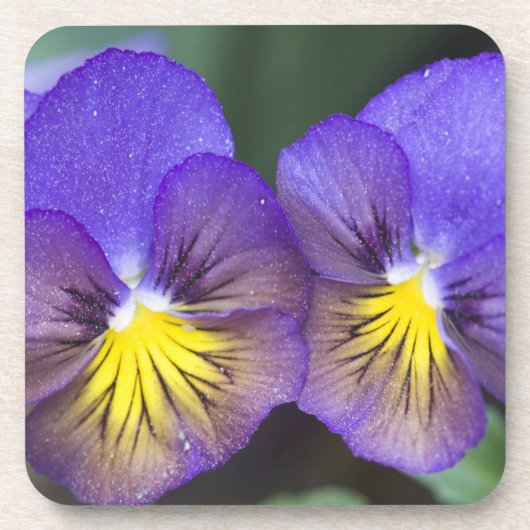 アメリカ、ジョージア、パインマウンテン。パンジーのクローズアップ コースター (正面)