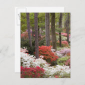 アメリカ、ジョージア、パイン山。～の森 ポストカード (正面/裏面)