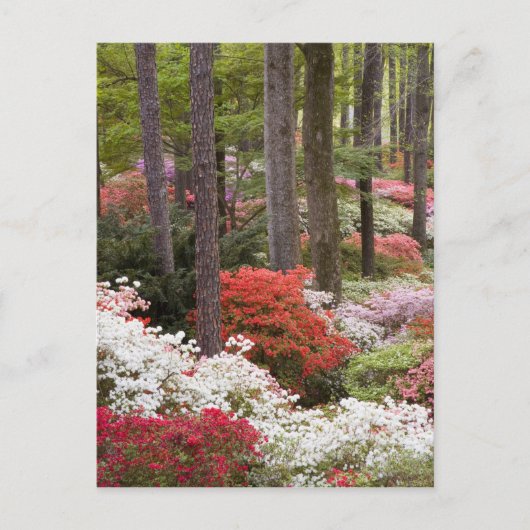 アメリカ、ジョージア、パイン山。～の森 ポストカード (正面)