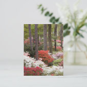 アメリカ、ジョージア、パイン山。～の森 ポストカード (スタンド正面)