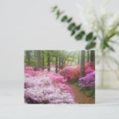 アメリカ;ジョージア;パイン山。ツツツジ ポストカード (スタンド正面)