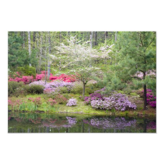 アメリカ、ジョージア、パイン山。混合物 フォトプリント            (正面)