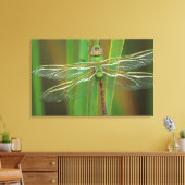 アメリカ、ジョージア。葦に乗ったグリーンダーナードラゴンフライ キャンバスプリント (インサイチュ (リビング))