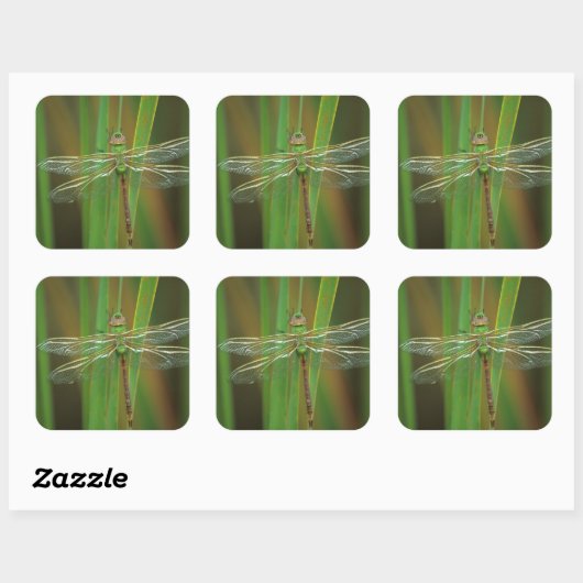 アメリカ、ジョージア。葦に乗ったグリーンダーナードラゴンフライ スクエアシール (シート)