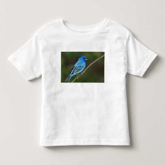 アメリカ、テキサス州、サウスパドリ島 トドラーTシャツ (正面)